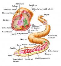 A földigiliszta részei