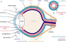 A szem részei.